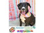 Adopt Pizza a Labrador Retriever