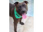 Adopt Sim a Pit Bull Terrier