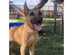 Adopt Moose a Mixed Breed