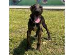Adopt Yeti a Mixed Breed