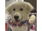 Adopt Yogi a Great Pyrenees