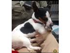 Adopt Trevor a Jack Russell Terrier
