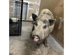 Adopt Hector a Pig