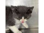 Adopt Forest a Domestic Short Hair