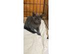 Adopt Benji a Russian Blue, Domestic Short Hair