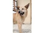 Adopt Babur (KSAR) a Shiba Inu, Afghan Hound