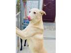 Adopt Dustin (KSAR) a Labrador Retriever, Afghan Hound