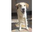 Adopt Frost (KSAR) a Labrador Retriever, Afghan Hound
