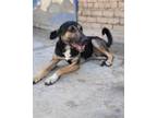 Adopt Petrol (KSAR) a Afghan Hound, Shepherd