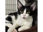 Adopt Alvin a Domestic Short Hair