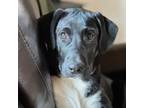 Adopt Bashful a Mixed Breed