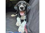 Adopt Happy a Mixed Breed