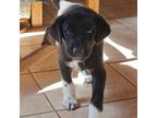 Adopt Sneezy a Mixed Breed