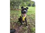 Adopt Stewie a Staffordshire Bull Terrier, Mixed Breed
