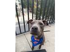 Adopt Louie a American Staffordshire Terrier, Mixed Breed