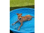 Adopt Reef a Retriever, Mixed Breed