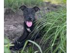 Adopt tarzan a Labrador Retriever, Mixed Breed