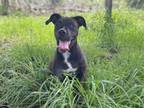 Adopt Terk a Labrador Retriever, Mixed Breed