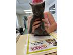 Adopt Skylar a Domestic Short Hair