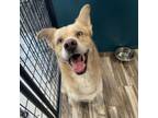 Adopt Kaneki a Husky