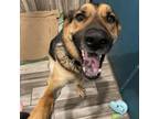Adopt Roscoe a German Shepherd Dog