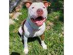 Adopt Zae a Pit Bull Terrier