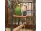 Adopt Mike a Budgie / Budgerigar