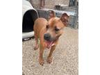 Adopt Wenstin a Staffordshire Bull Terrier