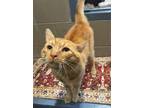 Adopt Sydney a Domestic Short Hair, Tabby