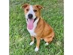 Adopt Epic a Collie, Labrador Retriever