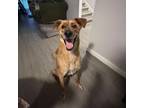 Adopt Ace a German Shepherd Dog, Collie