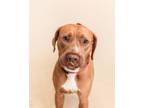 Adopt Starlord a Labrador Retriever, Mixed Breed