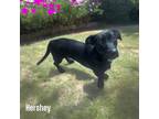Adopt Hershey a Dachshund, Mixed Breed