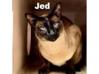 Adopt Jed 240422 a Siamese