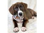 Adopt Ishmel a American Staffordshire Terrier, Mixed Breed