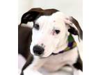 Adopt Ilo a American Staffordshire Terrier, Mixed Breed