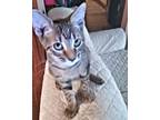 Adopt Milo a Tabby