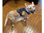 Adopt Pickles a Husky, Staffordshire Bull Terrier