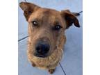 Adopt Joe a Labrador Retriever