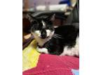 Adopt Fred a Domestic Short Hair