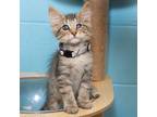Adopt Auglaize a Domestic Short Hair