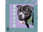 Adopt Burger a Mixed Breed