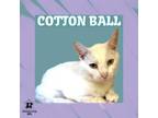 Adopt Cotton Ball a Domestic Medium Hair, Domestic Short Hair