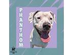 Adopt Phantom a Mixed Breed