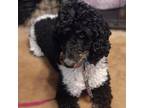 Adopt Marcel a Standard Poodle