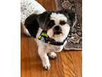 Adopt Sammie a Shih Tzu
