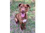 Adopt Poncho a Pit Bull Terrier, Mixed Breed