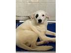 Adopt Jeffery a Labrador Retriever, White German Shepherd