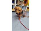 Adopt Jenko a Mixed Breed