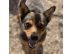 Adopt Percival a Mixed Breed